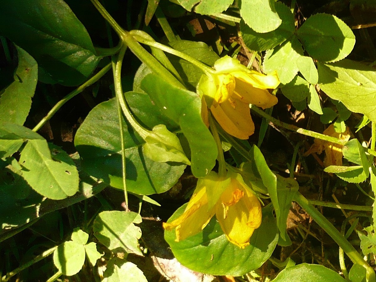 Lysimachia nummularia (Primulaceae)